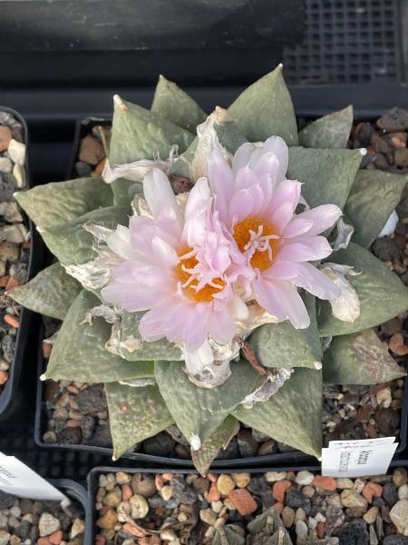 Ariocarpus retusus